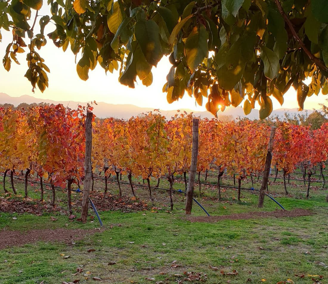 Vujosevic vines turning colour at sunset beneath the mountains